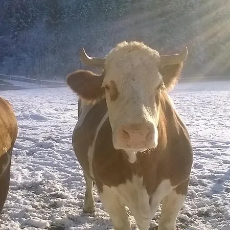 Apartamento Haus Mitterstang *