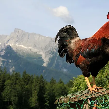 Haus Mitterstang Apartmán